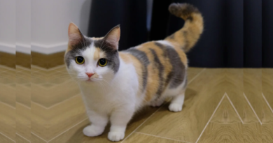 Essay on Cat